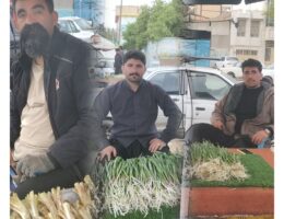 گیاهان بهاری در دولت آباد